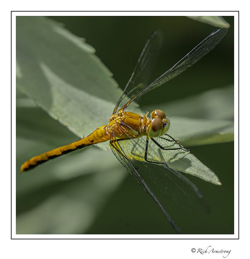 dragonfly 7.jpg